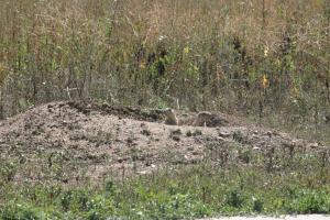 <img300*0:stuff/z/169023/Prairie%2520Dogs.2/i1281728861_18.jpg>