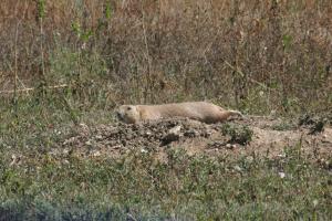<img300*0:stuff/z/169023/Prairie%2520Dogs.2/i1281728861_19.jpg>