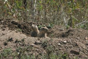 <img300*0:stuff/z/169023/Prairie%2520Dogs.2/i1281728862_20.jpg>