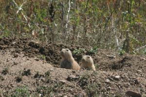 <img300*0:stuff/z/169023/Prairie%2520Dogs.2/i1281728862_21.jpg>