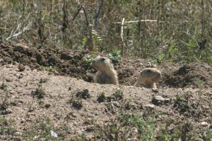 <img300*0:stuff/z/169023/Prairie%2520Dogs.2/i1281728862_22.jpg>