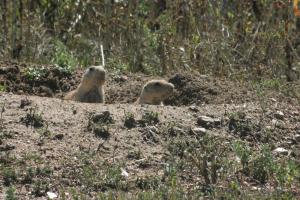 <img300*0:stuff/z/169023/Prairie%2520Dogs.2/i1281728862_23.jpg>