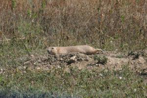 <img300*0:stuff/z/169023/Prairie%2520Dogs.2/i1281728862_25.jpg>