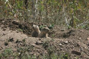 <img300*0:stuff/z/169023/Prairie%2520Dogs.2/i1281728862_26.jpg>