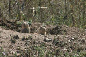 <img300*0:stuff/z/169023/Prairie%2520Dogs.2/i1281728862_27.jpg>