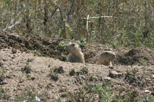 <img300*0:stuff/z/169023/Prairie%2520Dogs.2/i1281728862_28.jpg>