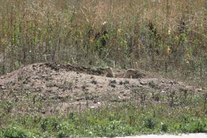 <img300*0:stuff/z/169023/Prairie%2520Dogs.2/i1281728862_30.jpg>