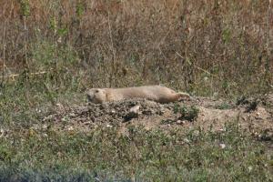 <img300*0:stuff/z/169023/Prairie%2520Dogs.2/i1281728863_31.jpg>
