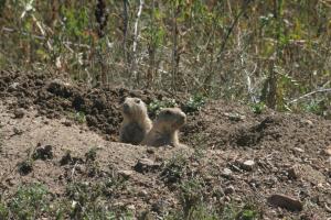 <img300*0:stuff/z/169023/Prairie%2520Dogs.2/i1281728863_32.jpg>