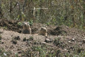 <img300*0:stuff/z/169023/Prairie%2520Dogs.2/i1281728863_33.jpg>