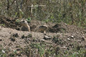 <img300*0:stuff/z/169023/Prairie%2520Dogs.2/i1281728863_34.jpg>