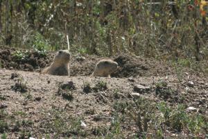 <img300*0:stuff/z/169023/Prairie%2520Dogs.2/i1281728863_35.jpg>