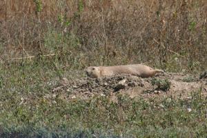 <img300*0:stuff/z/169023/Prairie%2520Dogs.2/i1281728863_36.jpg>