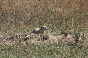 <img300*0:stuff/z/169023/Prairie%2520Dogs.2/i1281728863_37.jpg>
