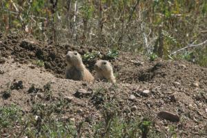 <img300*0:stuff/z/169023/Prairie%2520Dogs.2/i1281728863_38.jpg>