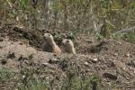 Prairie Dogs.2