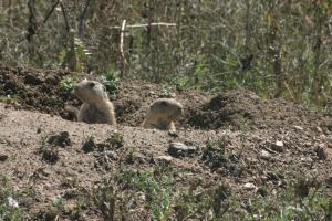<img300*0:stuff/z/169023/Prairie%2520Dogs.2/i1281728863_40.jpg>