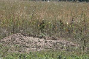 <img300*0:stuff/z/169023/Prairie%2520Dogs.2/i1281728864_41.jpg>
