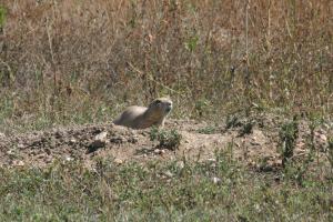 <img300*0:stuff/z/169023/Prairie%2520Dogs.3/i1281729738_1.jpg>