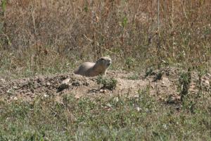 <img300*0:stuff/z/169023/Prairie%2520Dogs.3/i1281729738_2.jpg>