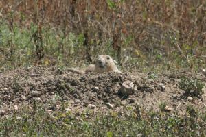 <img300*0:stuff/z/169023/Prairie%2520Dogs.3/i1281729738_3.jpg>