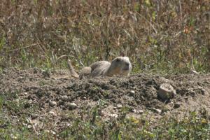<img300*0:stuff/z/169023/Prairie%2520Dogs.3/i1281729738_4.jpg>