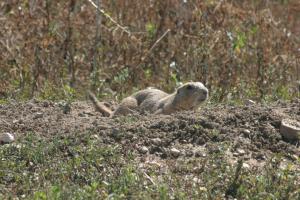 <img300*0:stuff/z/169023/Prairie%2520Dogs.3/i1281729738_5.jpg>
