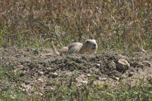 <img300*0:stuff/z/169023/Prairie%2520Dogs.3/i1281729739_10.jpg>