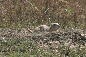 <img300*0:stuff/z/169023/Prairie%2520Dogs.3/i1281729739_11.jpg>