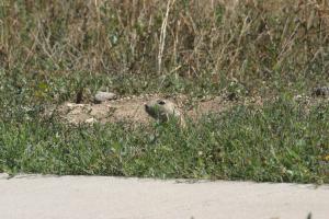 <img300*0:stuff/z/169023/Prairie%2520Dogs.3/i1281729739_12.jpg>