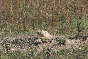 <img300*0:stuff/z/169023/Prairie%2520Dogs.3/i1281729739_14.jpg>