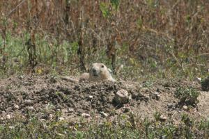 <img300*0:stuff/z/169023/Prairie%2520Dogs.3/i1281729739_15.jpg>