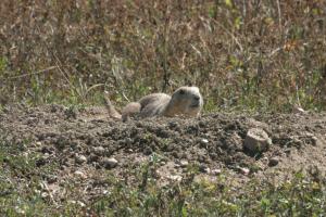<img300*0:stuff/z/169023/Prairie%2520Dogs.3/i1281729739_16.jpg>