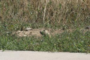 <img300*0:stuff/z/169023/Prairie%2520Dogs.3/i1281729739_6.jpg>