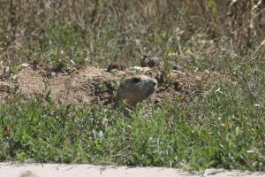 <img300*0:stuff/z/169023/Prairie%2520Dogs.3/i1281729739_7.jpg>