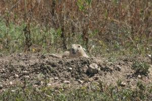 <img300*0:stuff/z/169023/Prairie%2520Dogs.3/i1281729739_9.jpg>