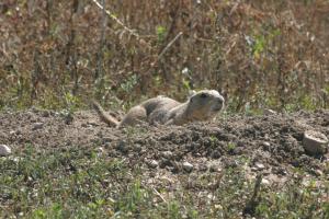 <img300*0:stuff/z/169023/Prairie%2520Dogs.3/i1281729740_17.jpg>