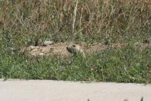 <img300*0:stuff/z/169023/Prairie%2520Dogs.3/i1281729740_18.jpg>