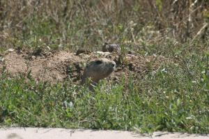 <img300*0:stuff/z/169023/Prairie%2520Dogs.3/i1281729740_19.jpg>