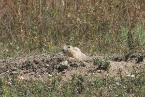 <img300*0:stuff/z/169023/Prairie%2520Dogs.3/i1281729740_20.jpg>