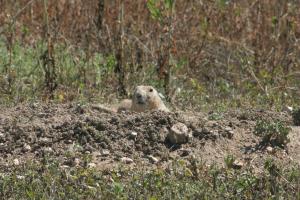 <img300*0:stuff/z/169023/Prairie%2520Dogs.3/i1281729740_21.jpg>