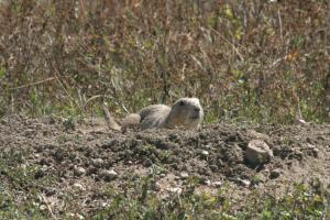 <img300*0:stuff/z/169023/Prairie%2520Dogs.3/i1281729740_22.jpg>