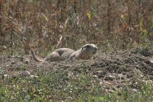 <img300*0:stuff/z/169023/Prairie%2520Dogs.3/i1281729740_23.jpg>