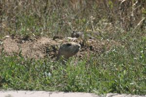 <img300*0:stuff/z/169023/Prairie%2520Dogs.3/i1281729740_24.jpg>