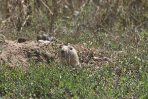 <img300*0:stuff/z/169023/Prairie%2520Dogs.3/i1281729740_25.jpg>