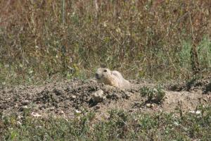 <img300*0:stuff/z/169023/Prairie%2520Dogs.3/i1281729740_26.jpg>