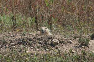 <img300*0:stuff/z/169023/Prairie%2520Dogs.3/i1281729740_27.jpg>
