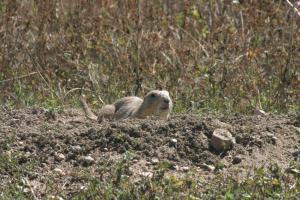 <img300*0:stuff/z/169023/Prairie%2520Dogs.3/i1281729741_28.jpg>