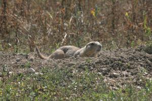 <img300*0:stuff/z/169023/Prairie%2520Dogs.3/i1281729741_29.jpg>