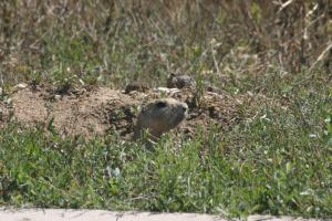 <img300*0:stuff/z/169023/Prairie%2520Dogs.3/i1281729741_30.jpg>
